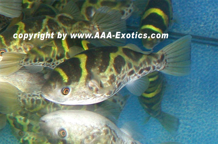 Tetraodon fluviatilis